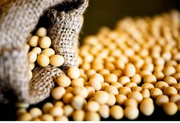 Close-up of Brazilian GMO soybean grains used for bulk agricultural commodity export and industrial processing.