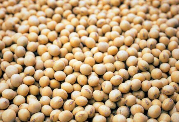 Bulk GMO Soybeans Export from Brazil