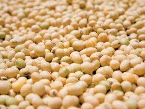 Bulk GMO soybeans from Brazil for international export, shown as clean yellow soybean grains ready for commercial processing and shipment.