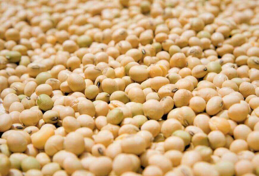 Bulk GMO soybeans from Brazil for international export, shown as clean yellow soybean grains ready for commercial processing and shipment.
