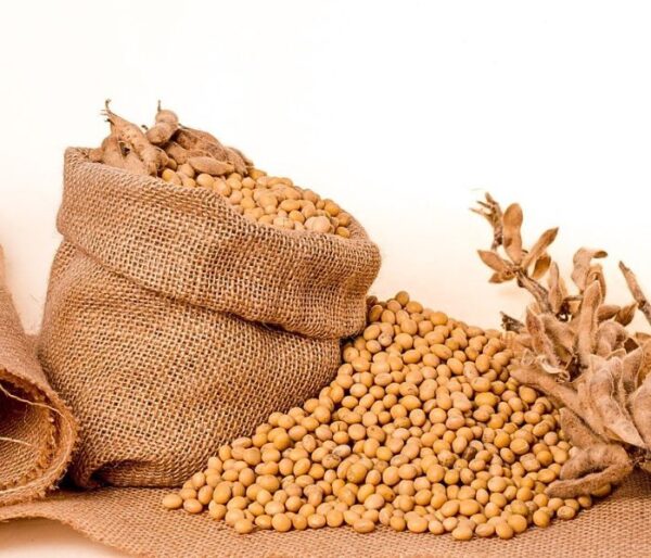 Bulk GMO soybeans in a burlap sack for export from Brazil