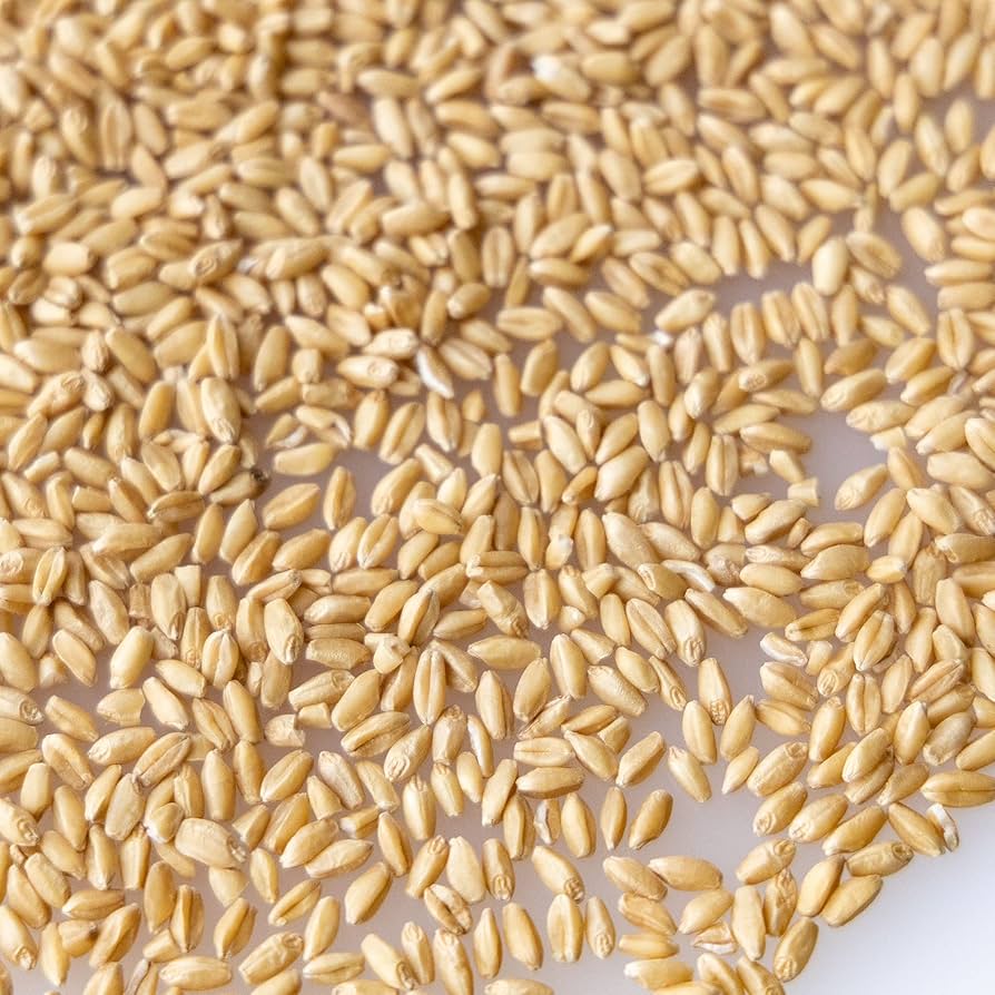 Feed Grade Wheat Export Brazil