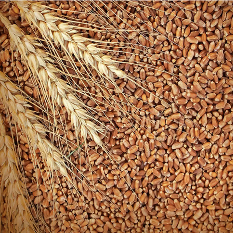 Organic Milling Wheat Export Brazil
