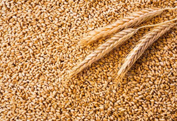 Beardless wheat seed grains for commercial agricultural planting
