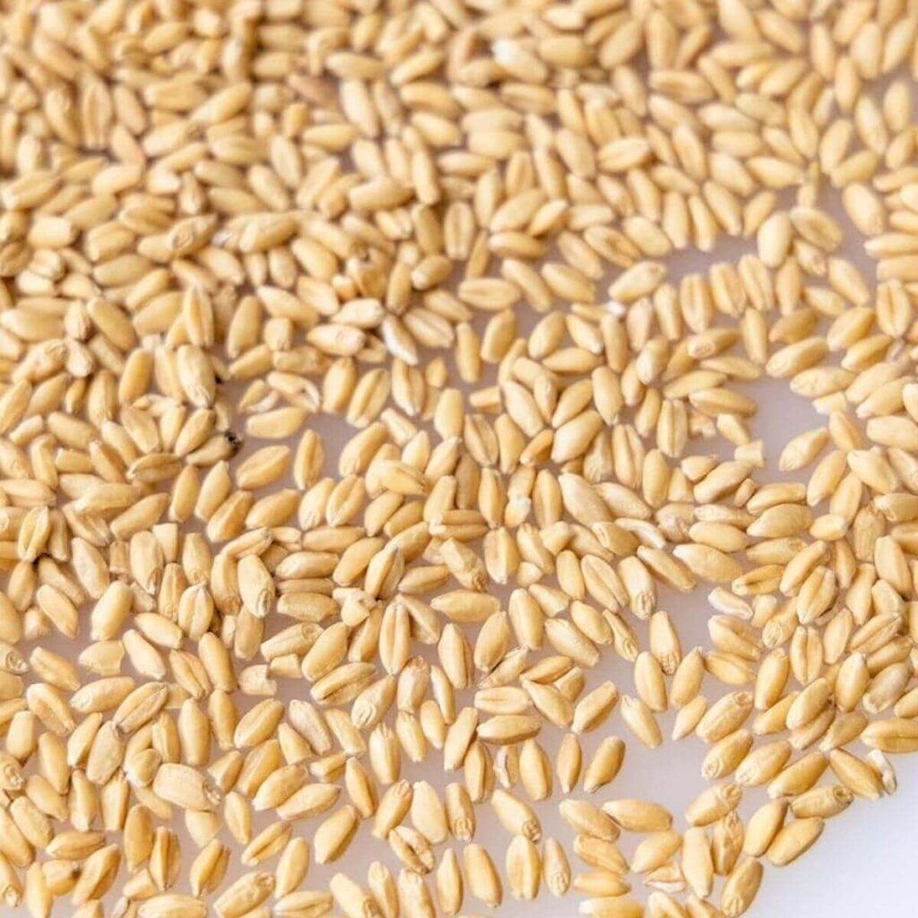 Brazilian feed grade wheat grains for livestock feed
