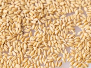 Brazilian feed grade wheat grains for livestock feed