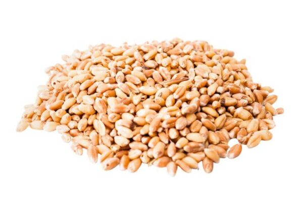Feed grade wheat kernels for animal feed manufacturing