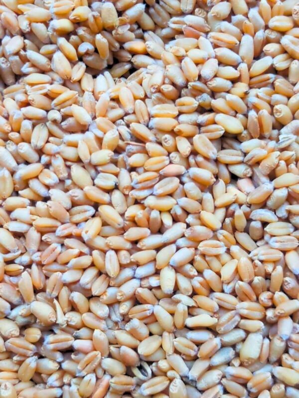Wheat seed grains prepared for export from Brazil