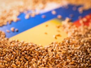 Wheat seed grains displayed with Brazilian flag for export