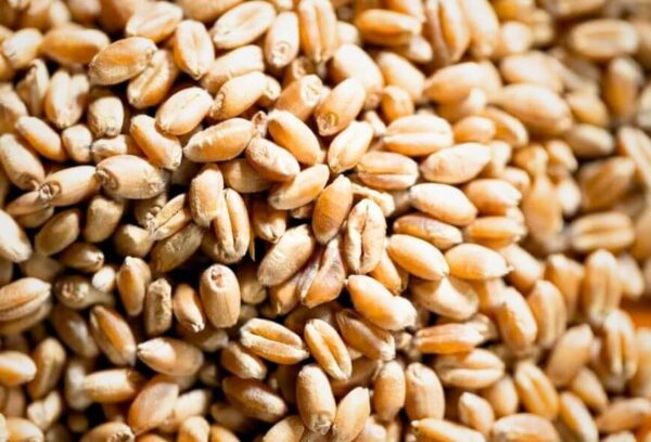 Close-up of certified wheat seed grains for planting