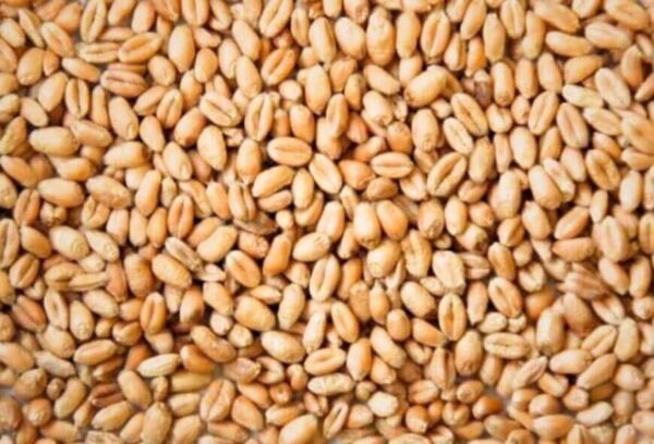 Close-up of feed grade wheat kernels from Brazil
