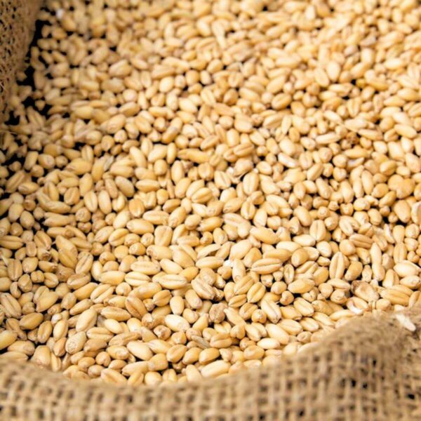 Bulk feed wheat grains supplied from Brazil