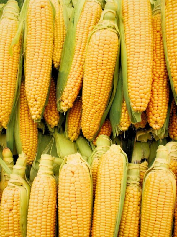 Brazilian yellow corn cobs prepared for bulk export and international agricultural markets