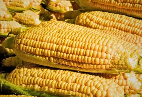 Brazilian yellow corn cobs prepared for bulk export and international agricultural markets