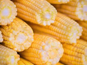 Bulk GMO yellow corn from Brazil for feed manufacturers, corn millers, ethanol producers, and food processors