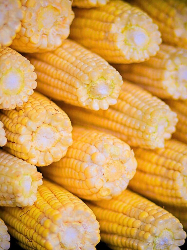 Bulk GMO yellow corn from Brazil for feed manufacturers, corn millers, ethanol producers, and food processors