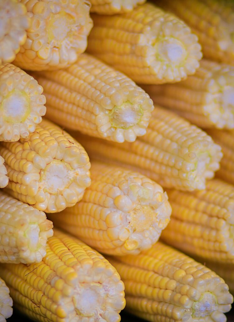 GMO Yellow Corn Export Brazil Premium Quality