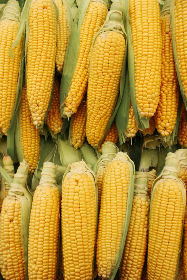 GMO Yellow Corn Export Brazil Premium Quality
