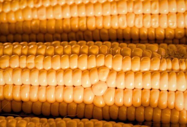 Close-up of yellow corn kernels from Brazilian GMO corn supplied for feed and industrial processing