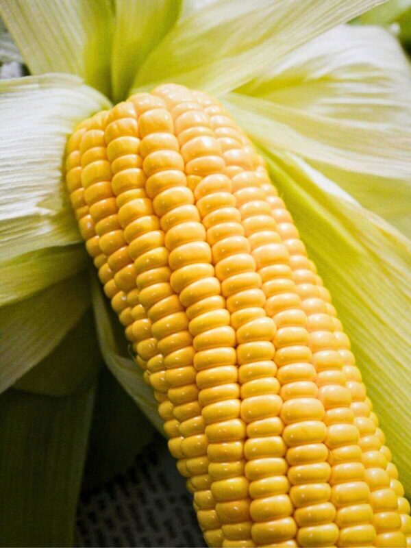 Premium yellow corn cob from Brazil for export to feed mills, grain processors, and food manufacturers