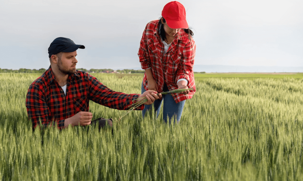 Farmers working in wheat field in Brazil agro industrial sector