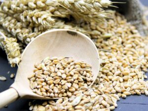 Barley Grain Export Brazil