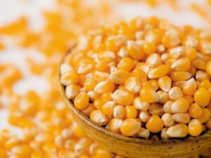 Yellow Corn (Non-GMO) export from Brazil
