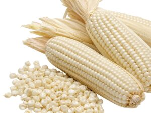 Brazilian White Corn (GMO) for Export